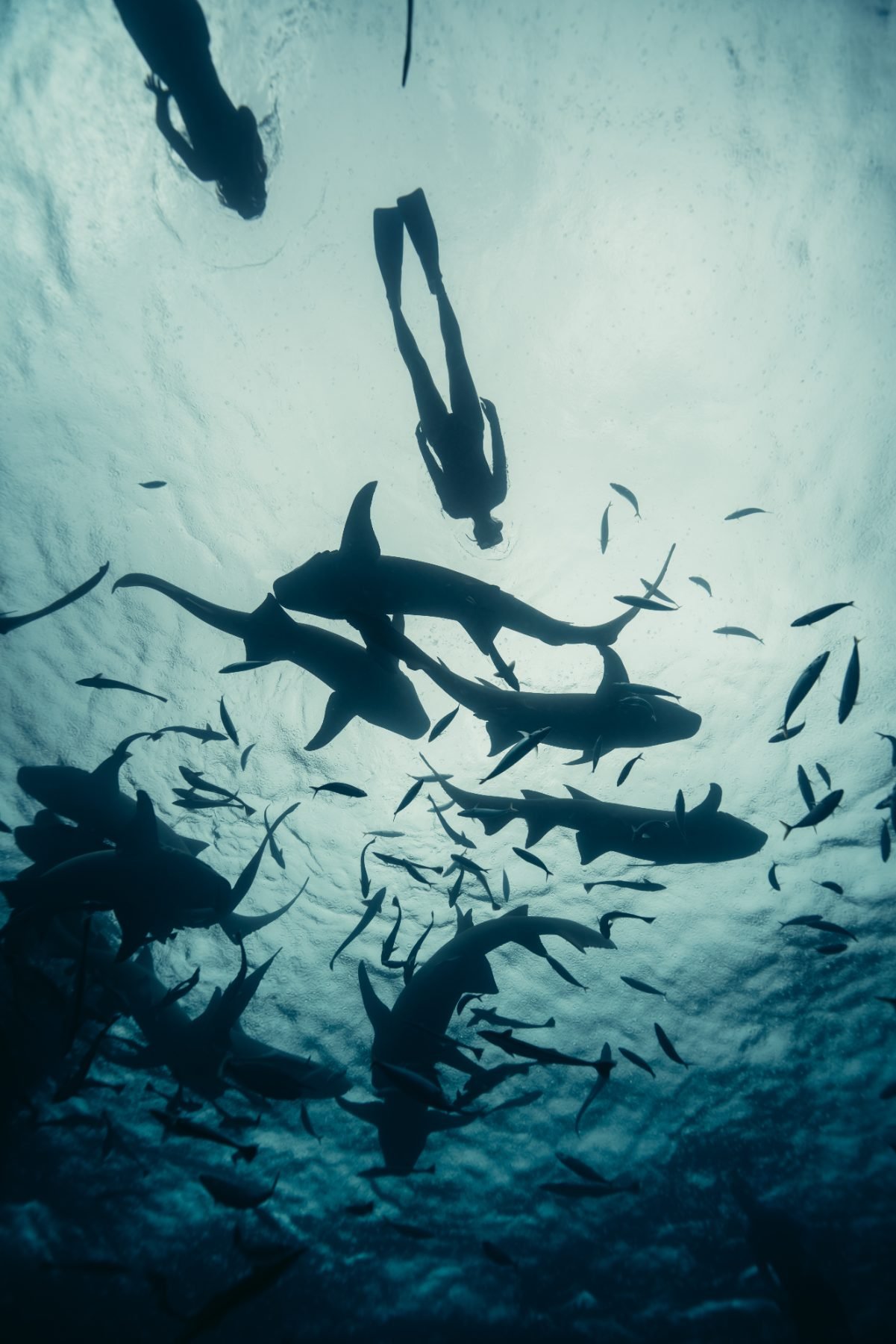 Nurse Sharks