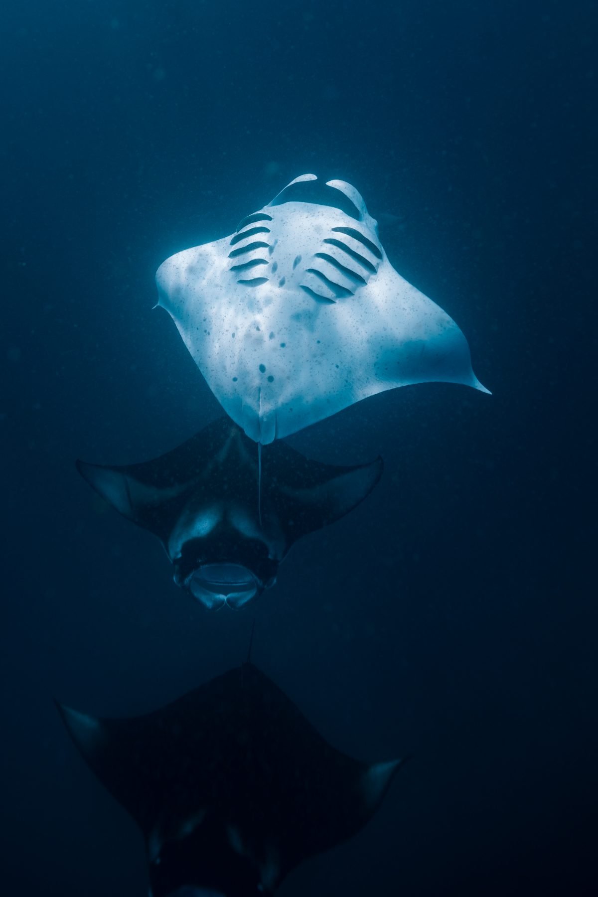 Manta